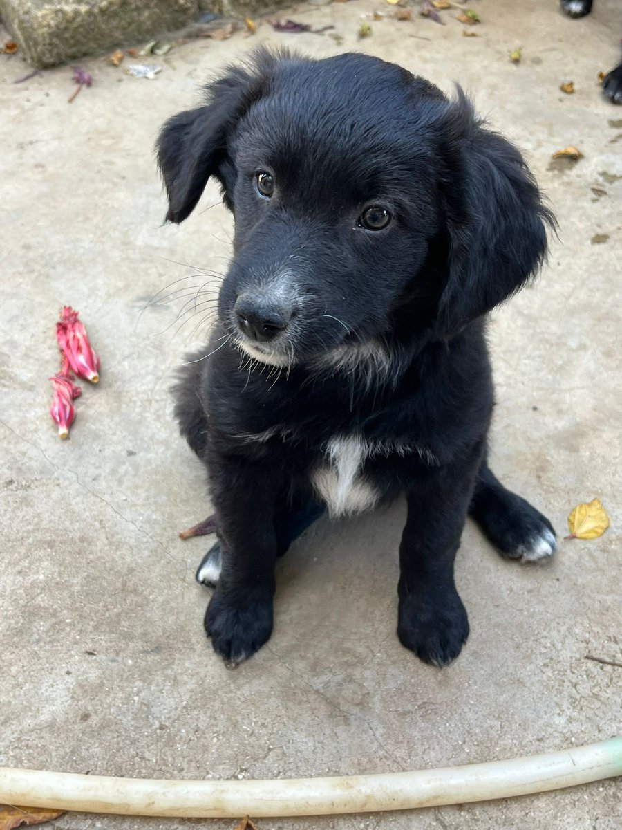 🎀 STELLA, UNA DELLE ULTIME CAGNOLINE ENTRATE IN OASI

⭕ Info: PER FAVORE NON CHIAMARE. ESCLUSIVAMENTE SE REALMENTE INTERESSATI via Whatsapp al +39 327 760 7352

🚼 Data di nascita: due mesi e mezzo
📏 Taglia: media (25-28 kg da adulto)

Santa Margherita di Belice (AG)