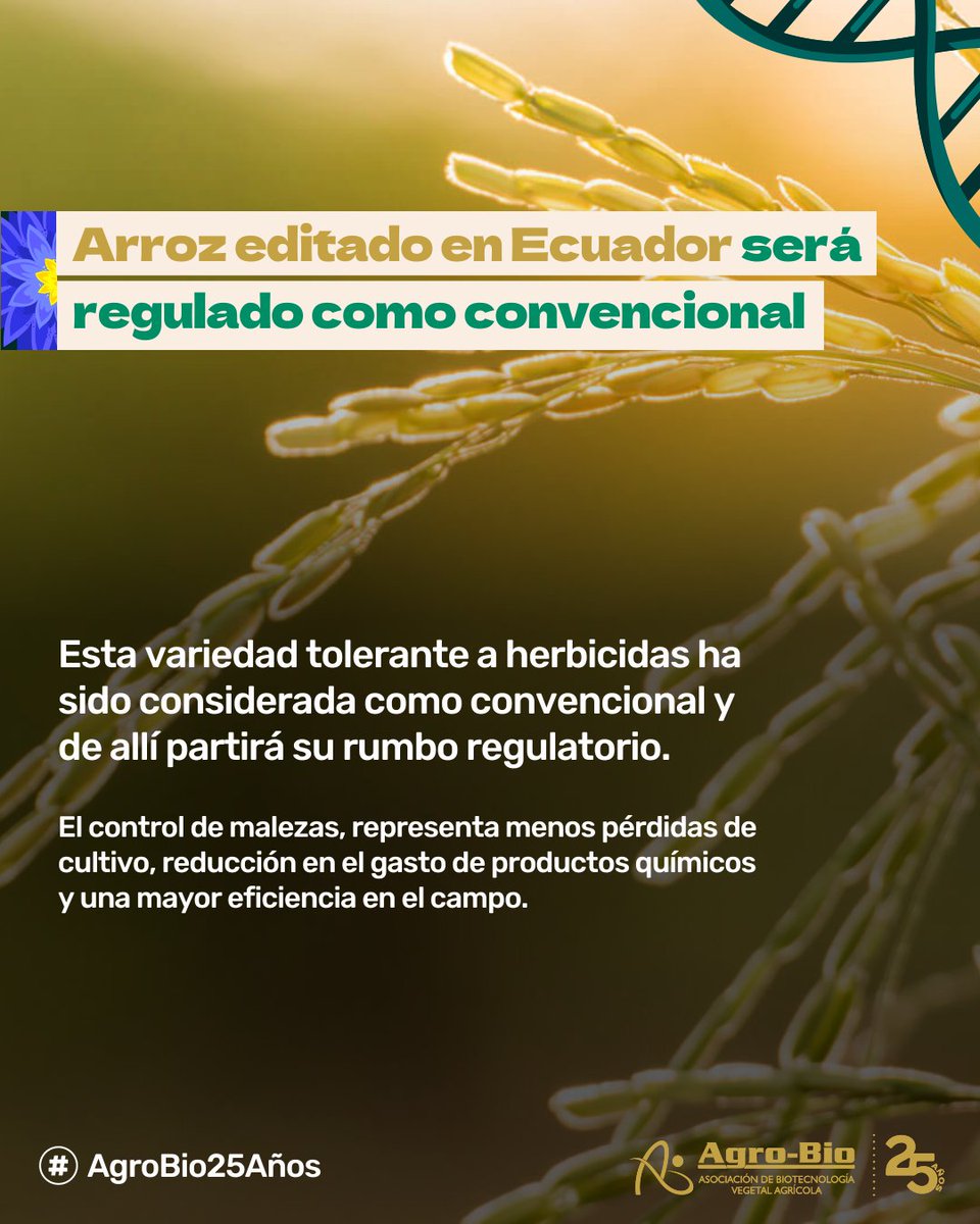 Agrobio_andina's tweet image. 🌾 #BioNoticia | Ecuador da un paso clave 🧬
Reconoce arroz editado genéticamente con tolerancia a herbicidas como variedad convencional; no lo regulará como OGM.
Un precedente que impulsa la innovación agrícola en América Latina 🌱 Lee aquí: agrobio.org/noticias/arroz…