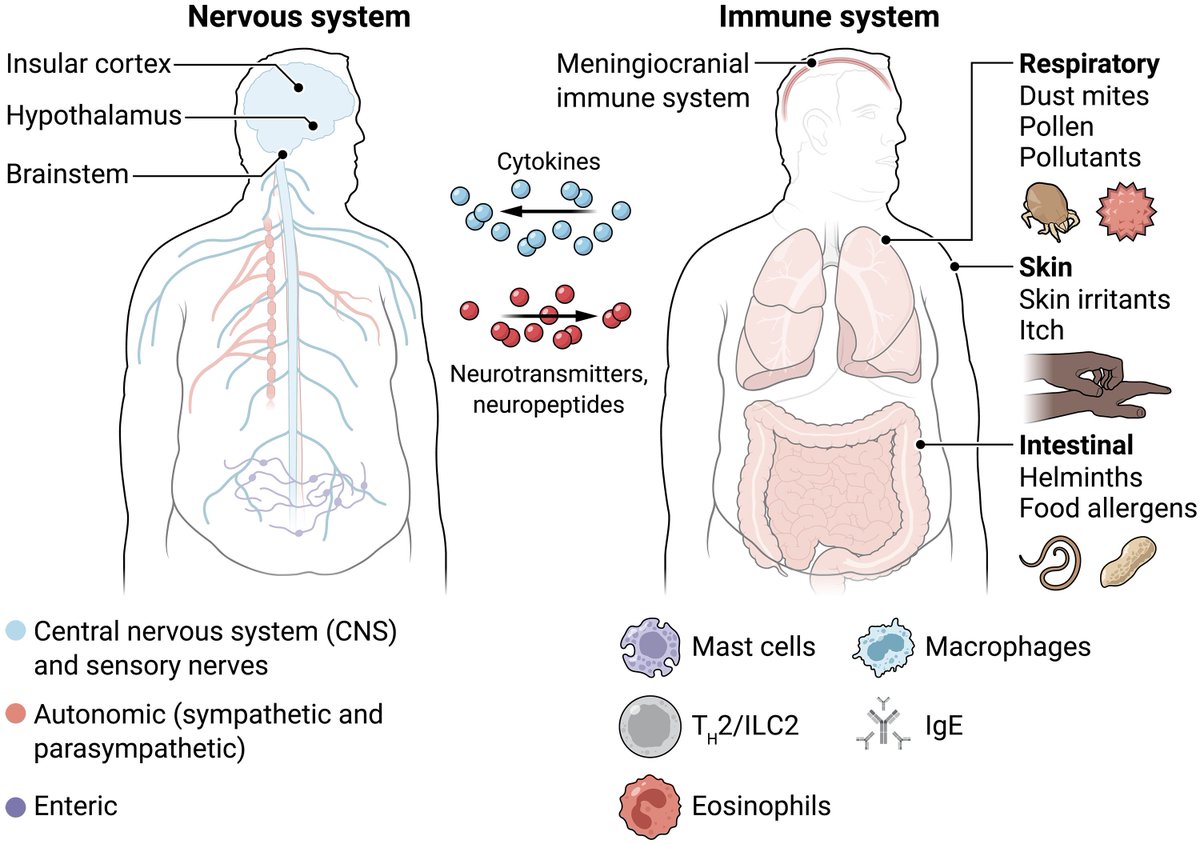 Waggoner Lab (@labwaggoner) on Twitter photo Review <a href="/SciImmunology/">Science Immunology</a> <a href="/Molofsky_lab/">Ari Molofsky</a> <a href="/AnnaMolofskyLab/">Anna Molofsky</a> <a href="/nick_mroz/">Nick Mroz, PhD</a> <a href="/PhagocyticPai/">Pailin Chiaranunt</a>
The nervous and type 2 immune systems regulate each other via cytokines and neurotransmitters, suggesting previously unidentified therapeutic avenues
science.org/doi/10.1126/sc… Review <a href="/SciImmunology/">Science Immunology</a> <a href="/Molofsky_lab/">Ari Molofsky</a> <a href="/AnnaMolofskyLab/">Anna Molofsky</a> <a href="/nick_mroz/">Nick Mroz, PhD</a> <a href="/PhagocyticPai/">Pailin Chiaranunt</a>
The nervous and type 2 immune systems regulate each other via cytokines and neurotransmitters, suggesting previously unidentified therapeutic avenues
science.org/doi/10.1126/sc…