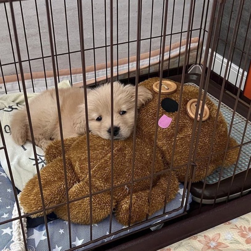 ม๋าเก่าๆอยุ่ในกรงก้ถุกแร้ว จะสนใจทำแมะ ไปไหนก้ไปเลย (อย่าไป)