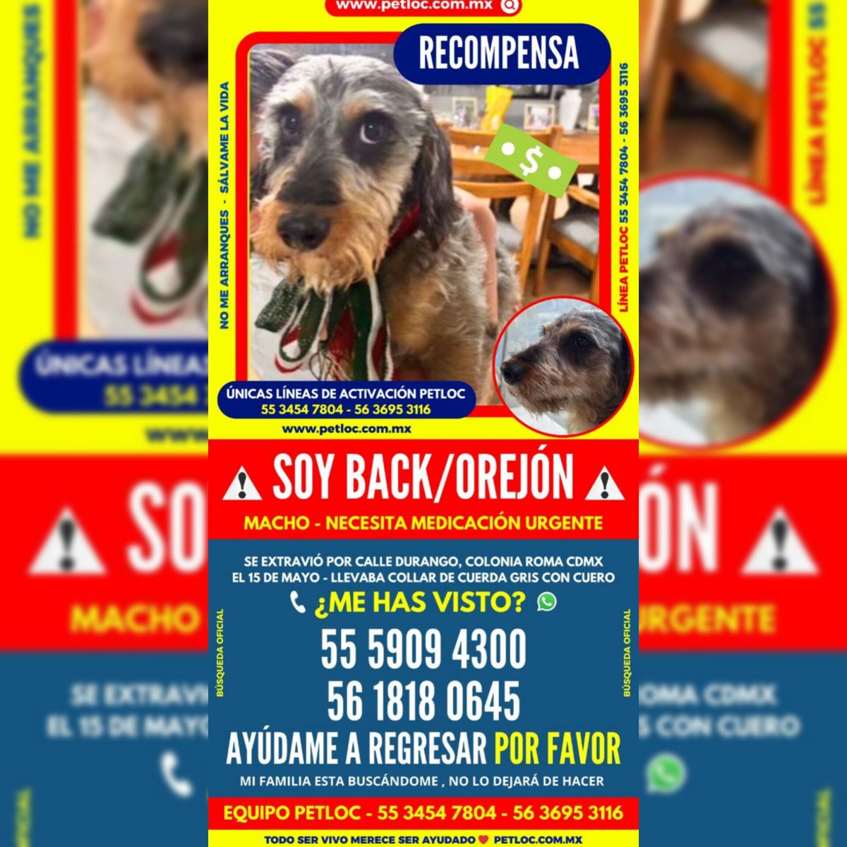 RococoCrew's tweet photo. #atentorocococrew!
Les pedimos su apoyo para difundir y así Orejón regrese con sus seres queridos. https://t.co/j8V3LZw1Yy
