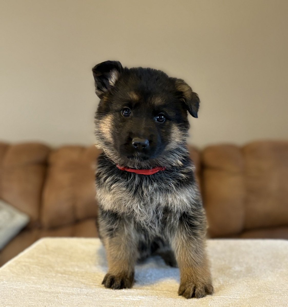 Some people’s have asked for Marisol’s story…
Mom got a call from her transport saying they took a job to pick up an adoption return puppy in FL &amp; bring her back to a breeder in AL because she has a back leg wobble &amp; head tilt indicating some possible neurological issues.
The