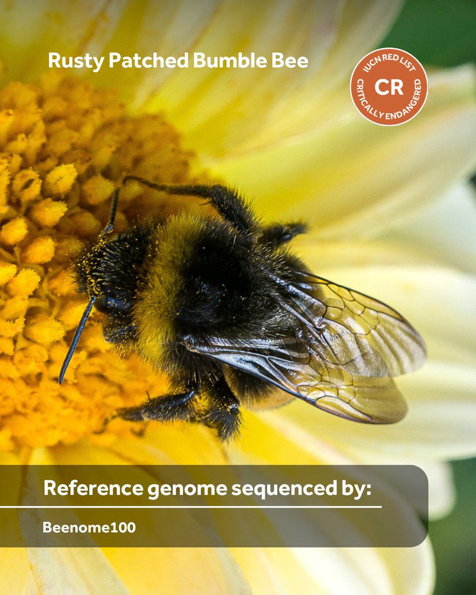 Earth BioGenome Project (@ebpgenome) on Twitter photo <a href="/genomeark/">Vertebrate Genomes Project (VGP)</a> (3/3) 🌍 EBP-affiliated projects around the world are #genome #sequencing other critically #endangered and endangered species. Some of these genomes are already advancing #conservation actions (previous EBP Life edition 2 bit.ly/4diQ1QJ). #EndangeredSpeciesDay <a href="/genomeark/">Vertebrate Genomes Project (VGP)</a> (3/3) 🌍 EBP-affiliated projects around the world are #genome #sequencing other critically #endangered and endangered species. Some of these genomes are already advancing #conservation actions (previous EBP Life edition 2 bit.ly/4diQ1QJ). #EndangeredSpeciesDay