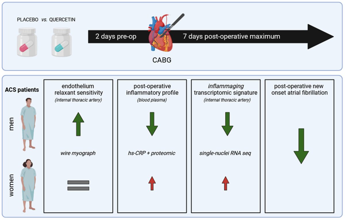 Quercetin Reduces Vascular Senescence and Inflammation in Symptomatic Male but Not Female Coronary Artery Disease Patients

onlinelibrary.wiley.com/doi/10.1111/ac…