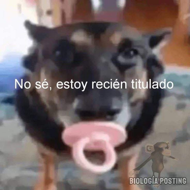 memefeos's tweet image. Perdón