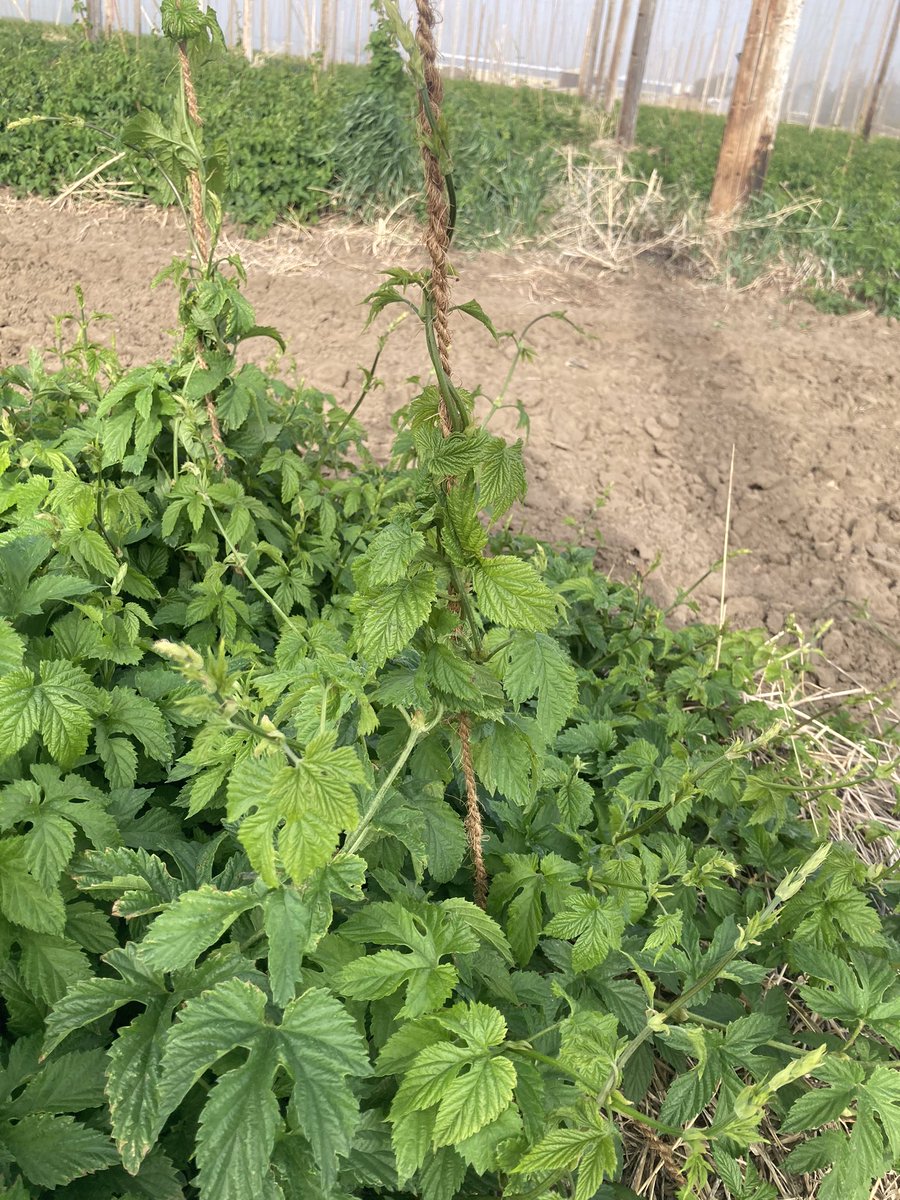 The race to the top begins again.    These plants should be 18 feet by beginning of July