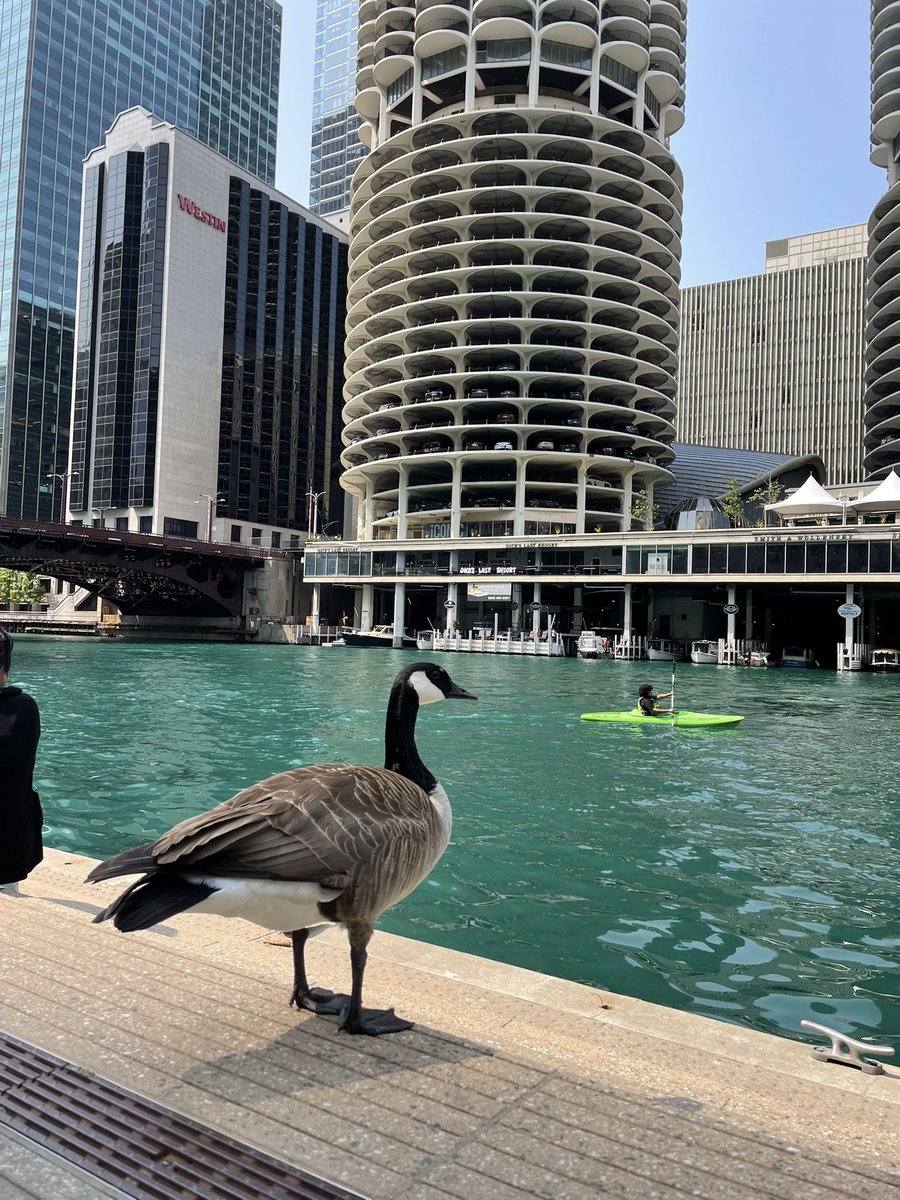 AndreaGuthmann's tweet image. #Chicago says hello to record-breaking heat and good-bye to swan boats in Humboldt Park. Find out what else has been happening this week from @mack_liederman @AngelaRozas @AlexNitkin @WBEZreset 📻@wbez wbez.org/reset-with-sas…