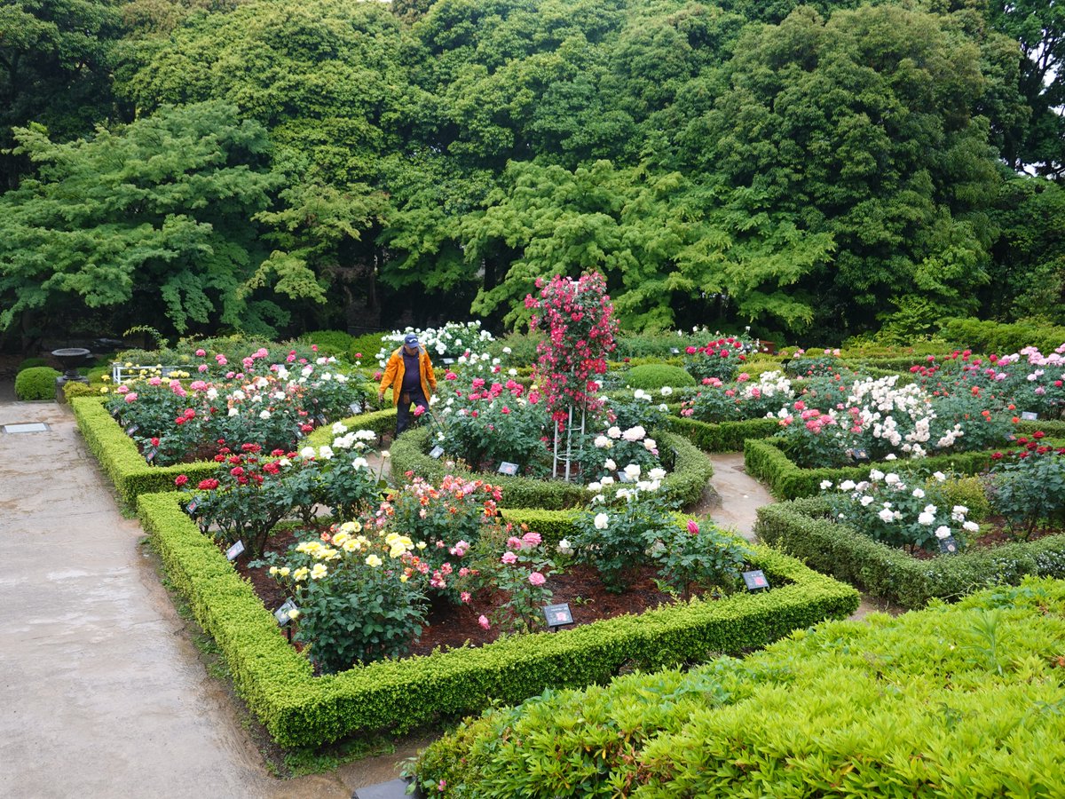 🌹#センター長のバラ園定点観察⑥🌹 いつもより1時間早く開園している #旧古河庭園✨雨でも #バラ の手入れは欠かせません‼全体的にボリュームのある #バラ園 を期待される方は今が一番の見頃かも🤔朝の芳醇なバラの香りが楽しめる8時からの #早朝開園 は明日が最終日です⛅【2025.5.17 AM7:50頃 雨】