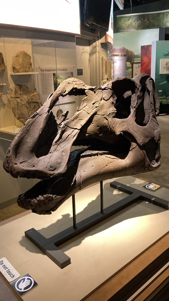 Barrerasaurus's tweet image. Gryposaurus monumentensis
(Gates & Sampson, 2007)
RAM 6797 (Holotype)
Middle Unit, Kaiparowits Formation, Utah, USA.
📍Raymond Alf Museum of Paleontology, Los Angeles, California, USA
#FossilFriday