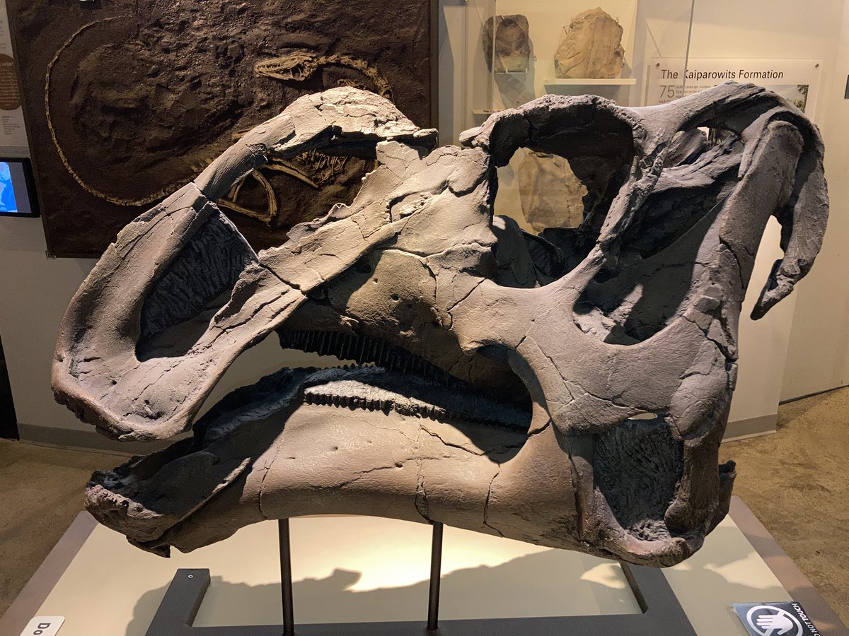 Barrerasaurus's tweet image. Gryposaurus monumentensis
(Gates & Sampson, 2007)
RAM 6797 (Holotype)
Middle Unit, Kaiparowits Formation, Utah, USA.
📍Raymond Alf Museum of Paleontology, Los Angeles, California, USA
#FossilFriday