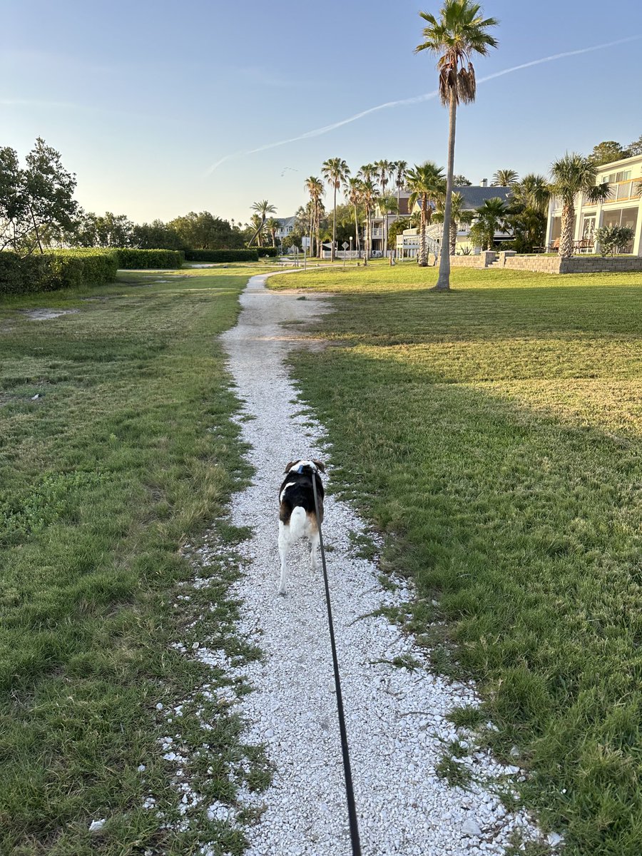 Bailey the beagle (& her HooMom) 🐶🐾💜 (@notmean567) on Twitter photo 