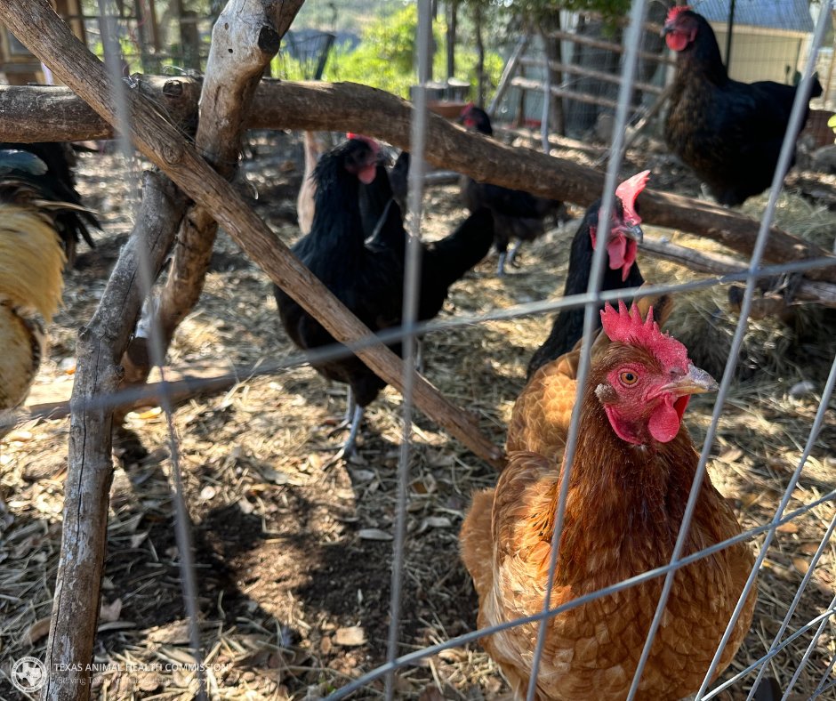 Do you sell birds at a market or public event? Do you transport domestic or exotic fowl? You need to register with the Texas Fowl Registration Program!

Learn more about the program, who needs to register, and how to register here: tahc.texas.gov/news/brochures…