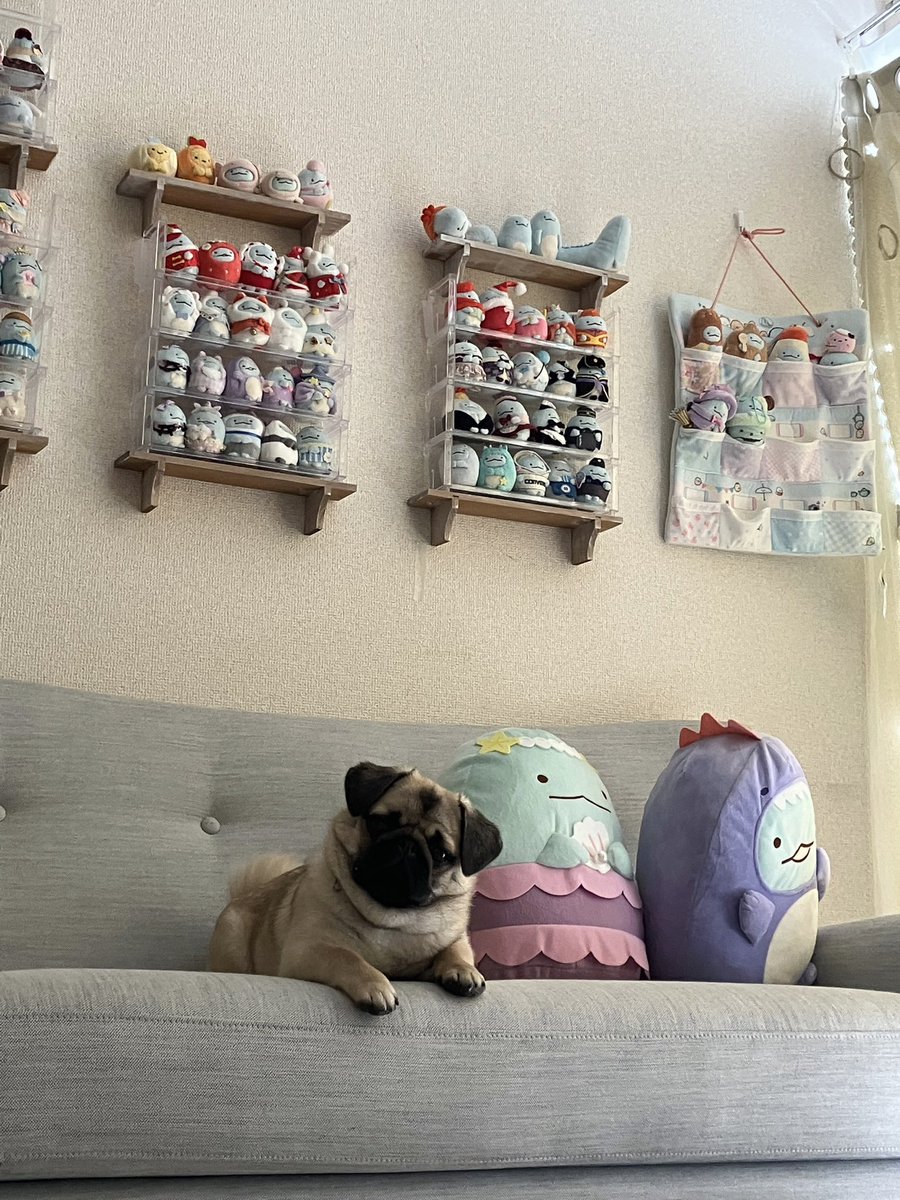 031Moon's tweet image. kawaii × kawaii ₍ᐡっ ̫-ᐡ₎♡♡