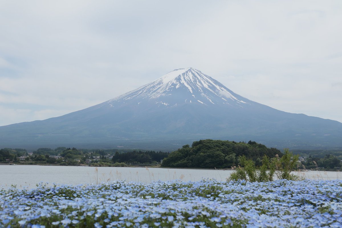 walden0153's tweet photo. 富士山周遊  1)河口湖 大石公園 ネモフィラ
2)富士芝桜まつり
3)田貫湖  4)朝霧高原 https://t.co/C2oKNjuUFd