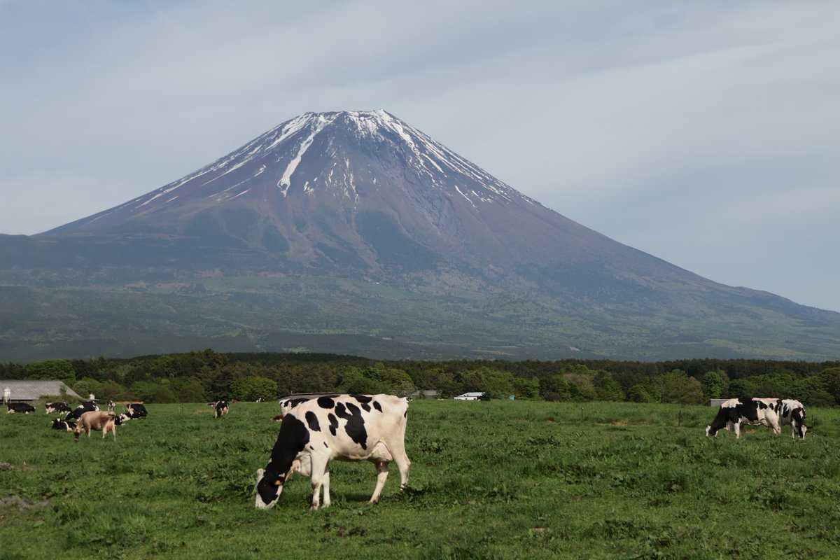 walden0153's tweet photo. 富士山周遊  1)河口湖 大石公園 ネモフィラ
2)富士芝桜まつり
3)田貫湖  4)朝霧高原 https://t.co/C2oKNjuUFd