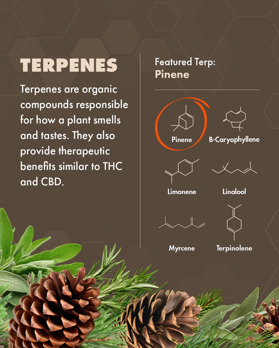 BovedaCannabis's tweet photo. Hate to break it to you, BUT your terps are getting away! Keep them locked in with Boveda.
Learn more: https://t.co/niPwskOXKf
#Boveda #BovedaFresh #KeepITFresh #humiditycontrol #terpenes #SaveTheTerps https://t.co/MKfnYH5ZH9