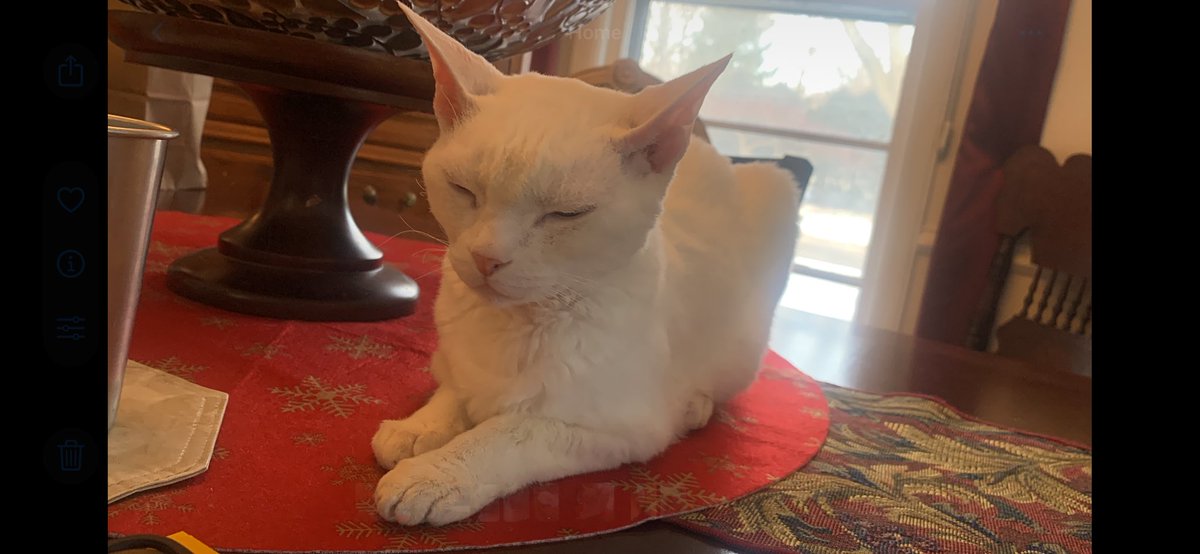 Rest in peace, Caspian
Summer 2011 - May 16, 2025