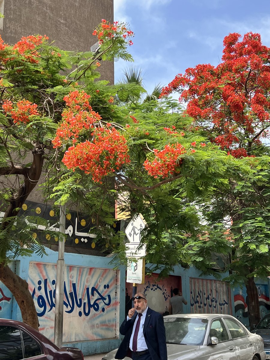 カイロの通りに街路樹としてたくさん植えられ、木陰を作ってくれる火炎樹（カエンジュ）。その花の朱色が日に日にボリュームを増している。
植物学的には鳳凰木（ホウオウボク）で火焔木（カエンボク）という樹木は別にあるのだが、カイロではカエンジュとして名が通っている🧐