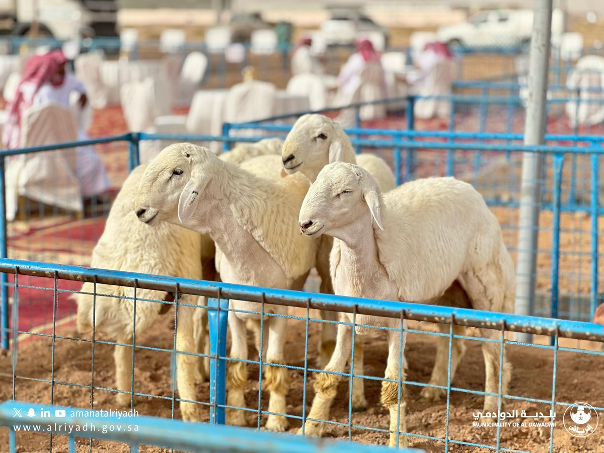 بلدية الدوادمي tweet media