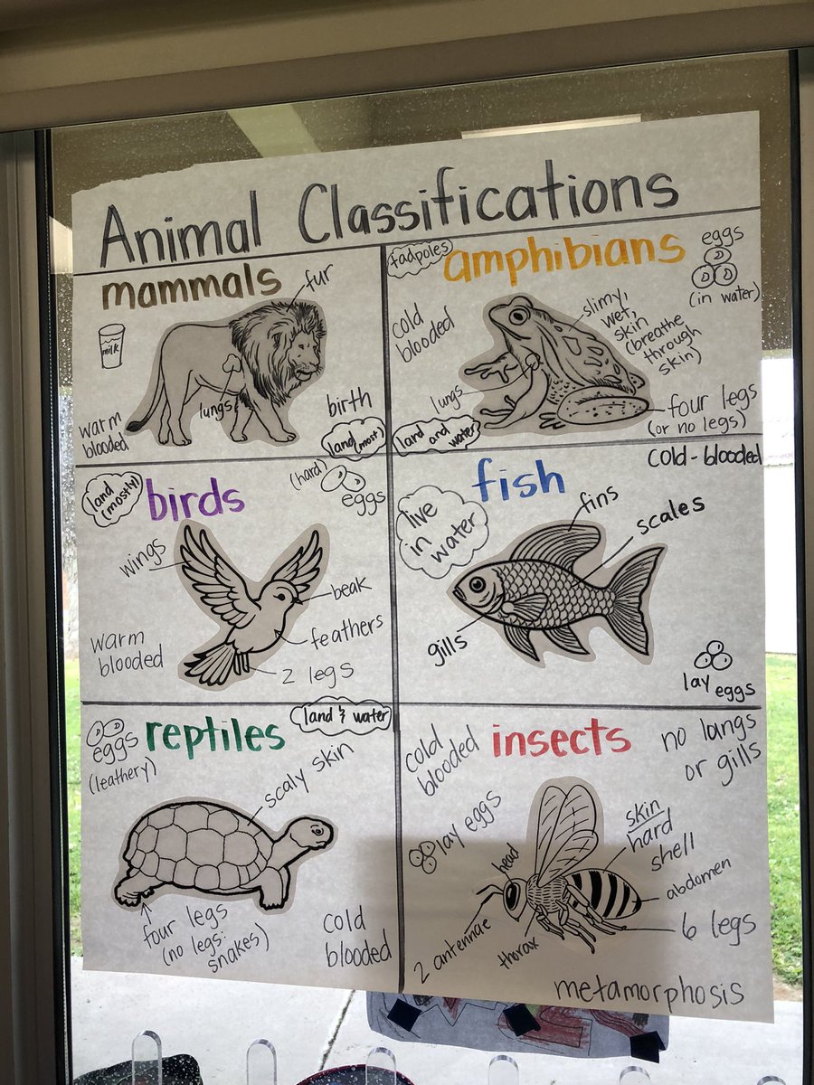 oneontaSBUSD's tweet photo. Our 1st grade Leaders showcased their learning at the Animal Fair! π
ππ»
#AnimalClassifications
#GLAD @EMI_SBUSD
#sbusdDreamBuilding @SBUSD_NEWS @Supt_SBUSD https://t.co/H6Hha3dLC3