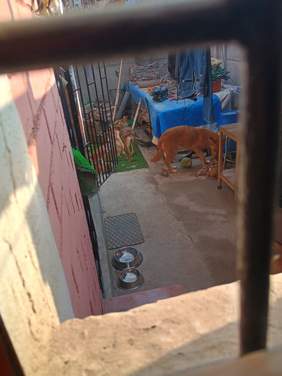 PonceJeanina's tweet photo. @MuniLaFlorida ahora tengo a los 7 perros en mi patio y yo encerrada con mi perro dentro de la casa. https://t.co/VJ1fnjE935
