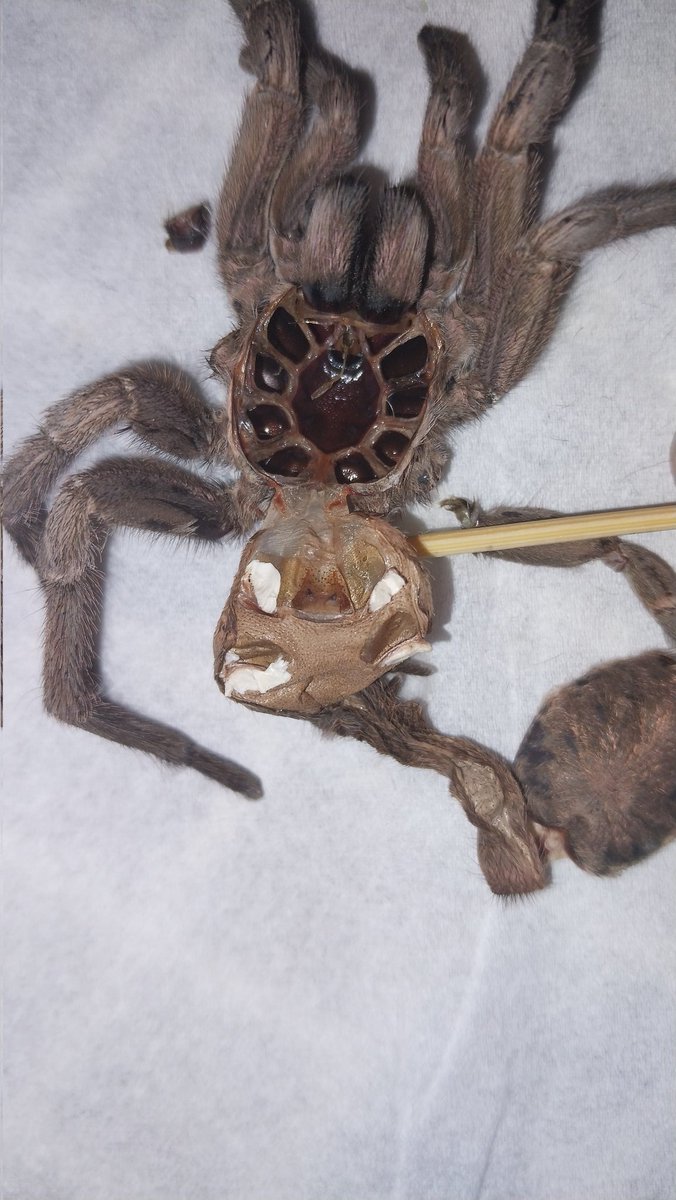 بهاء طلع بهاءة (اسف علي شنب اعدادي)