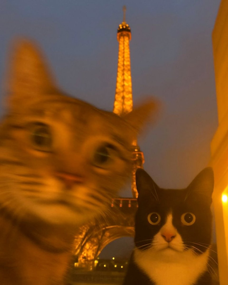 BestOfMeow's tweet photo. https://t.co/4rtMQDfiTg