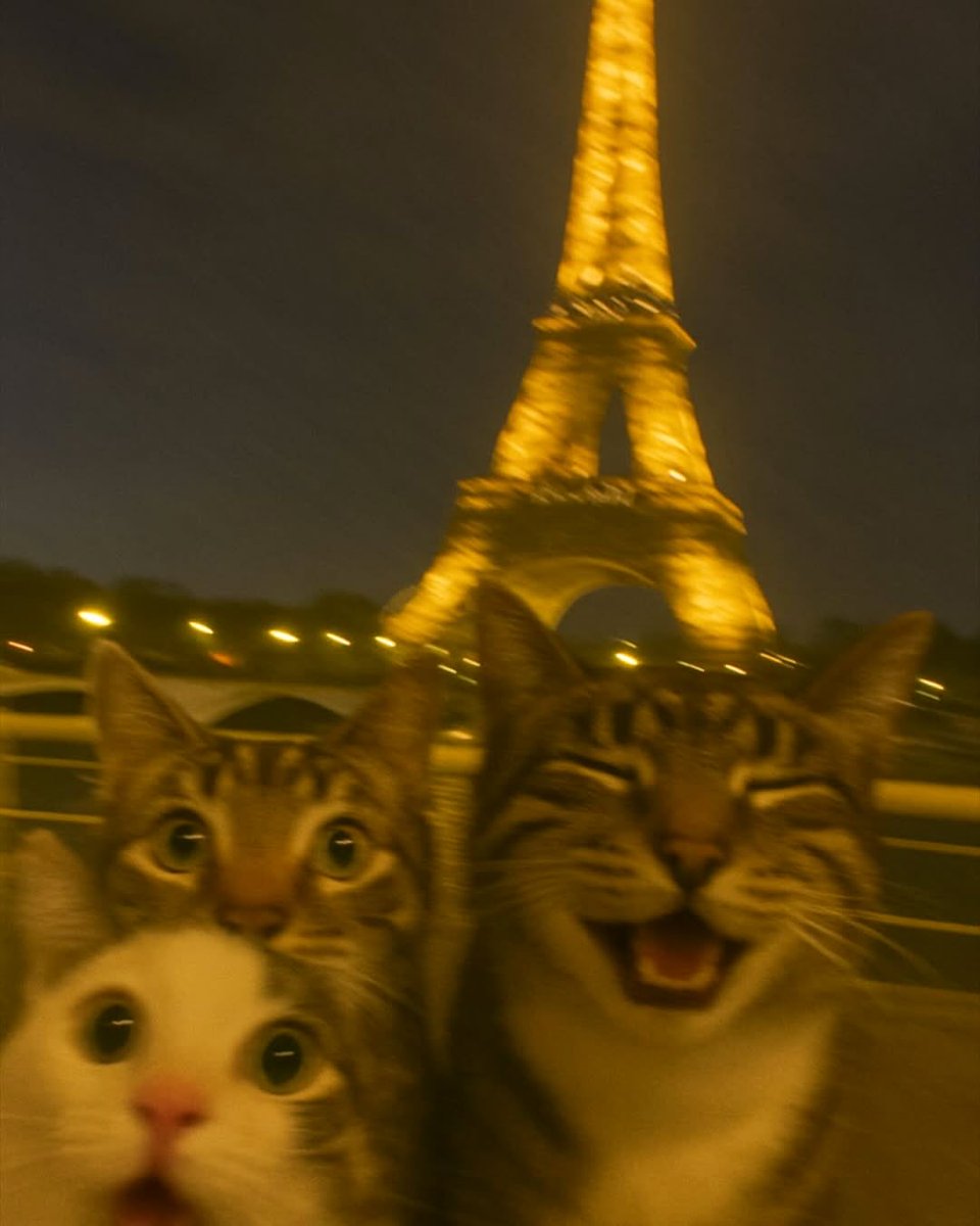 BestOfMeow's tweet photo. https://t.co/4rtMQDfiTg