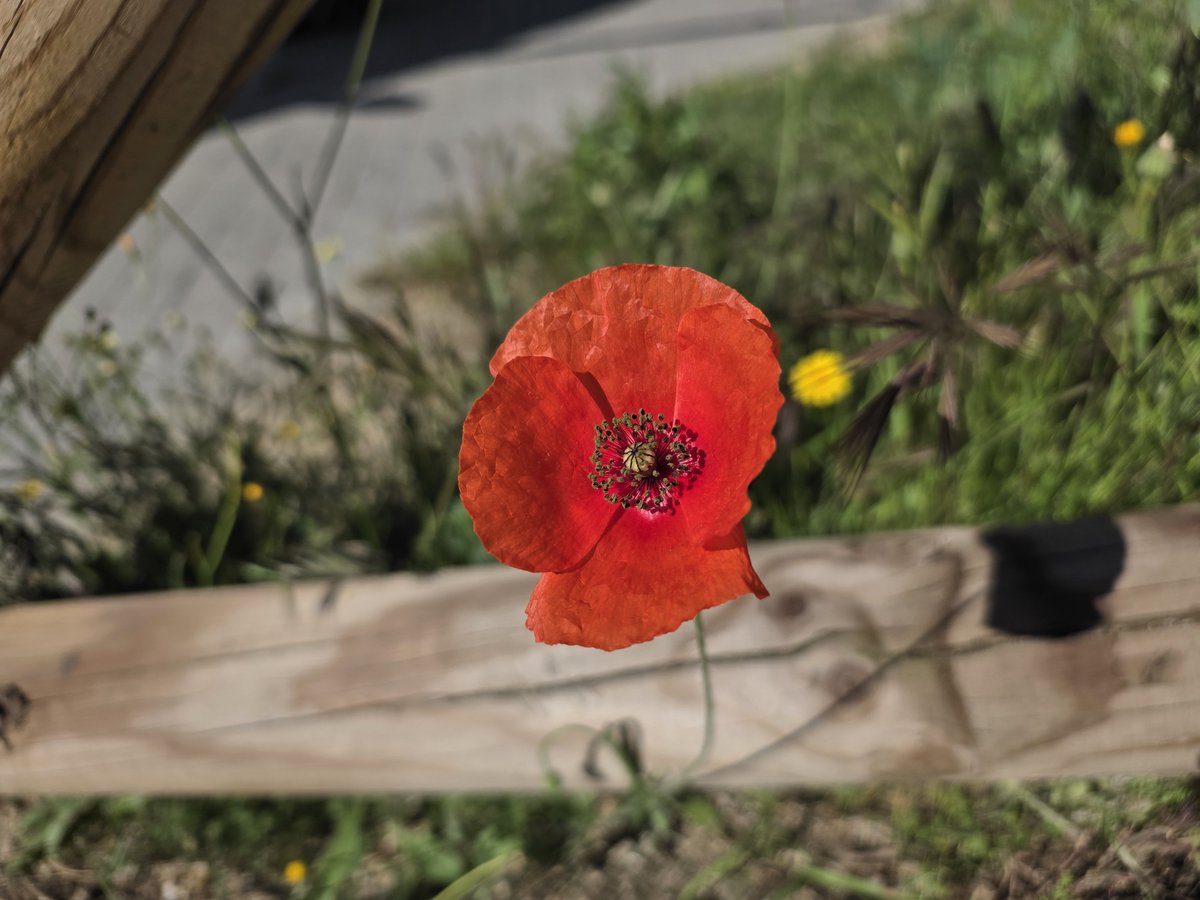 Jose Morales Ros tweet media