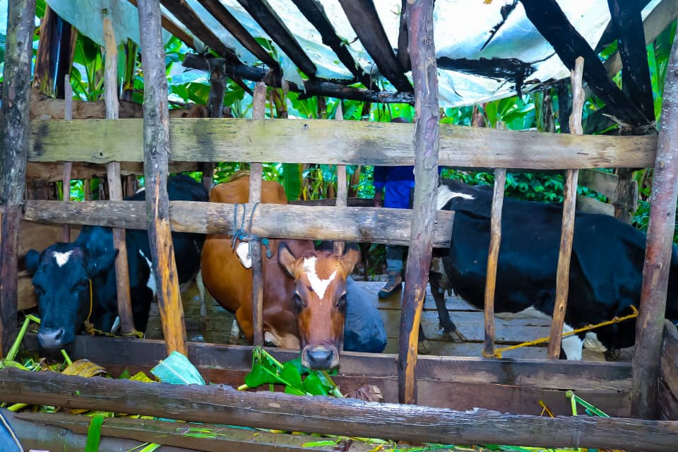 SokoineU's tweet photo. New herbal hope for dairy farmers!
Farmers in Iringa embrace a locally made herbal remedy for mastitis, developed by @sua_tanzania under the NANO COM project. Affordable, effective, and rooted in tradition.

#Mastitis #LivestockHealth #HerbalMedicine #Tanzania https://t.co/dGGbxoV5MV