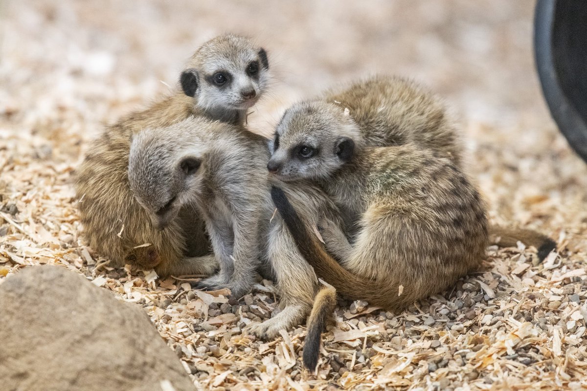 Exciting news from the meerkat habitat! 💗Moms Keeya and Naledi have each welcomed four adorable pups, and they’re already winning hearts! Naledi’s mob has just made their debut in the habitat, and guests can now watch them explore, play, and practice their signature scurries.