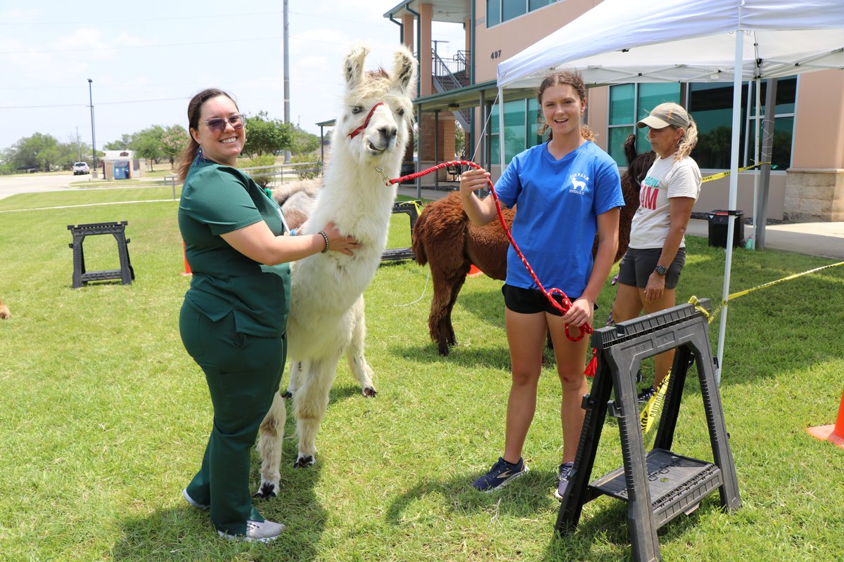 ConnallyMedical's tweet photo. 🎉 Wrapping Up Hospital Week at Connally Memorial! 🍔💚
We ended a great week of celebration with a delicious BBQ feast burgers, sides, and all the fixings!
A huge THANK YOU to Jeff and Carol Rutledge of JCZ Farm in Stockdale, Texas, for bringing their beautiful llamas to visit us! 🦙💚
To our incredible Café team, we Thank you, for once again going above and beyond to serve up something special. 👏
Most importantly, we want to extend our deepest gratitude to our entire hospital staff. Your dedication, compassion, and commitment to excellence are the heart of everything we do.
You make a difference every single day. Caring for our family, friends, and neighbors. 💚