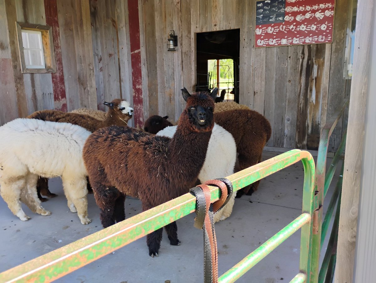 Alpacas ❤️😍