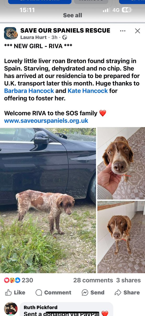SpanielsSuper's tweet image. Hello Everyone Bat here

One year ago today I was getting ready to leave Spain forever 
I was on the #HappyBus heading to my #ForeverFamily 
A scared, skinny, frail, 15 year old covered in nasty wounds from a vicious attack in the Perrera

One year on I’m living my #BestLife &amp;amp;