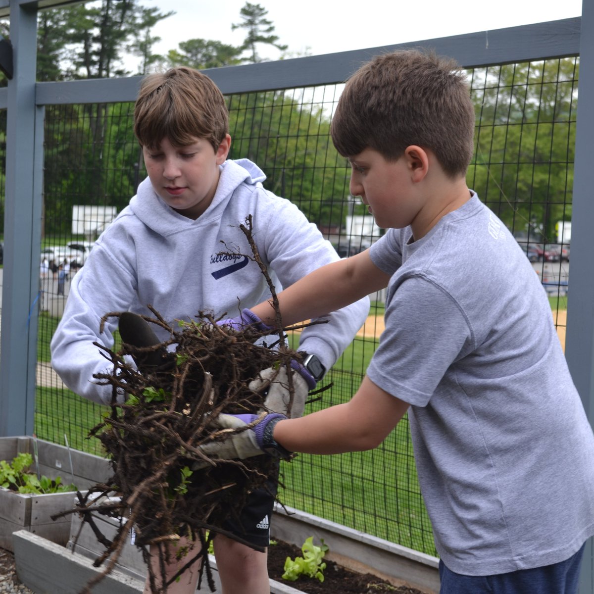 Chappaqua Central School District (@chappaqua_csd) on Twitter photo It's planting season at Bell! Students got their hands dirty covering strawberries, planting seeds and working the “Six Sisters” garden. Thanks to <a href="/CSF_Chappaqua/">Chappaqua School Foundation</a> for the rain barrels & berries and <a href="/bell_pta/">BellElementaryPTA</a> + Dana Stein-Dince for guiding the work! 💚 #WeAreChappaqua <a href="/BobbyBellMS/">Bobby Bell</a> It's planting season at Bell! Students got their hands dirty covering strawberries, planting seeds and working the “Six Sisters” garden. Thanks to <a href="/CSF_Chappaqua/">Chappaqua School Foundation</a> for the rain barrels & berries and <a href="/bell_pta/">BellElementaryPTA</a> + Dana Stein-Dince for guiding the work! 💚 #WeAreChappaqua <a href="/BobbyBellMS/">Bobby Bell</a>