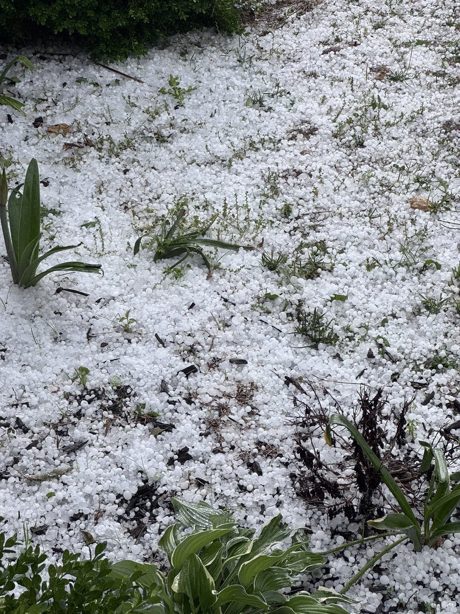 venuchenchu's tweet image. Friday fun took a frosty twist ❄️⛈️🌨️
Nature’s surprise hailstorm turned the yard into an ice rink! 

#HailStorm #SpringSurprise #WeatherTwist #USA