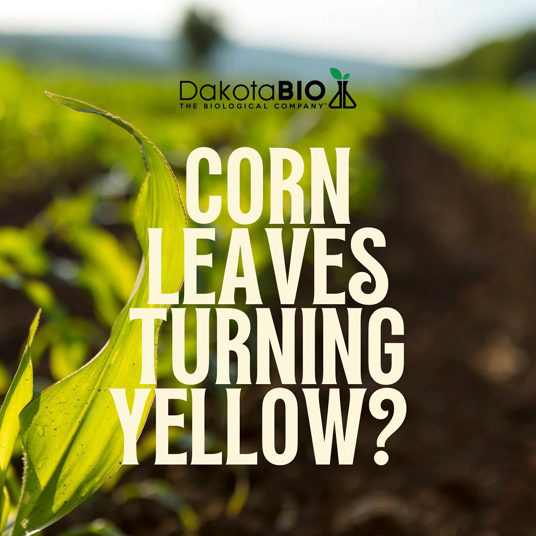 Don’t let your corn turn yellow! 

Yellow corn means not enough nitrogen. There are many reasons you may have lost nitrogen, but the solution is PheNom! PheNom increases nitrogen to corn. 🌽 

Call now to learn more, 833-DAKOTAB
