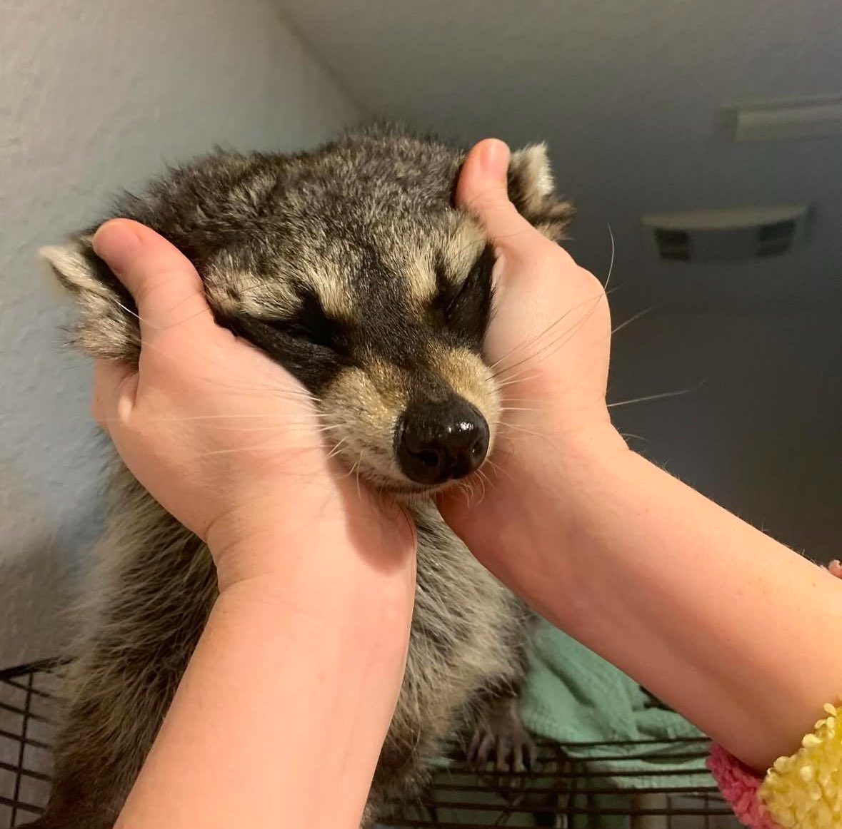 Omni tweet media