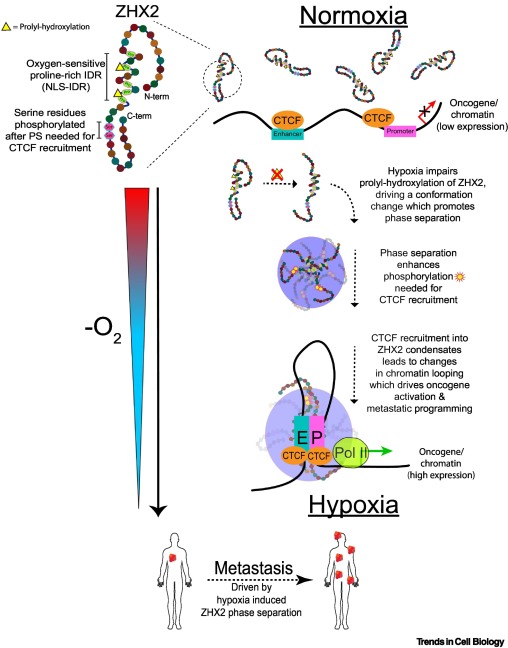 TrendsCellBio's tweet image. Hypoxia-specific transcriptional condensates drive metastasis dlvr.it/TKpp7j