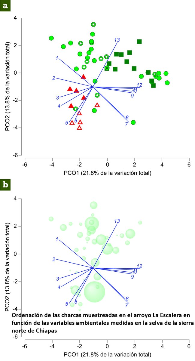 Se analizó la influencia de las variables bióticas y abióticas en gradientes ambientales de la abundancia de 3 especies de renacuajos en México. Se concluyó que la temperatura, la salinidad y el pH del agua influyen en dicha abundancia. Leer más: revista.ib.unam.mx/index.php/bio/…