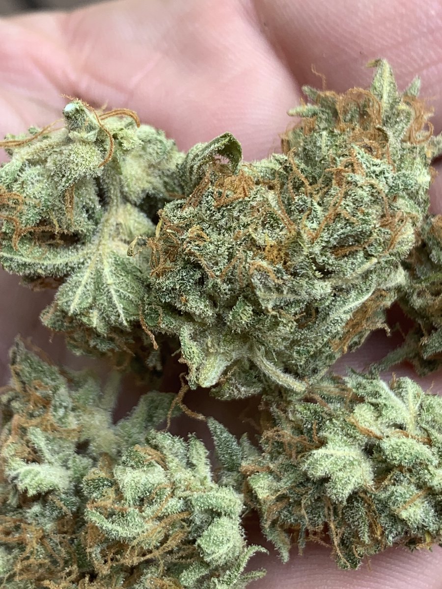 Ohio Grows Organic (@growsohio) on Twitter photo The fruits of thy labor… some lowers of the Final Boss from <a href="/Speedrunseeds/">SpeedRunSeeds</a> grown organically by me!!! Let’s grow baby!!! The fruits of thy labor… some lowers of the Final Boss from <a href="/Speedrunseeds/">SpeedRunSeeds</a> grown organically by me!!! Let’s grow baby!!!