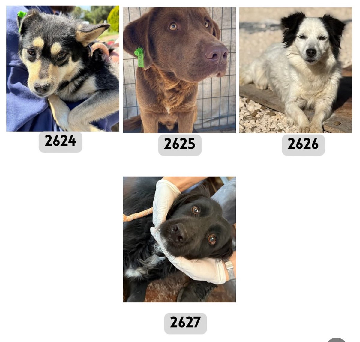 Osmangazi Barınağından kurtarılan canlar, acil yuva ihtiyacı🙏🙏🙏

Bilgi: <a href="/herevebirpati/">hepad.herevebirpati</a>

#TürkiyedeKatliamVar
#OsmangazideKatliamVar 

<a href="/bengibaser/">Prof. Dr. Bengi BAŞER</a> 
<a href="/cenkerenonline/">Cenk Eren</a> 
<a href="/BelovacSerap/">Serap Belovacıklı</a>