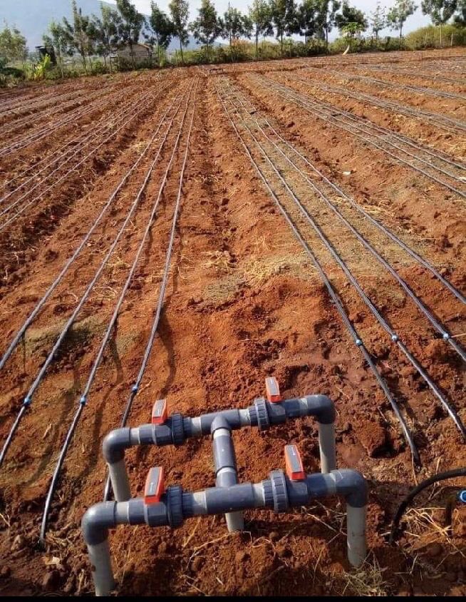 “Naija farmers dey win! 🚜 Bakolori &amp; Dadin-Kowa dams done, irrigating 11,500+ hectares from Zamfara to Gombe. More food, more vibes! 🌾 Which state needs this next? #NigeriaAgriculture #FoodSecurity”