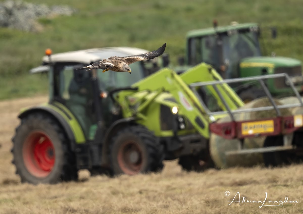 Adrian Langdon (@maxshearwater) on Twitter photo Such a pleasure to watch up to 11 Red Kites scavenging over a field being baled for haylage today down in W Cornwall. #wildcornwall <a href="/camelbirder/">Derek Julian</a> <a href="/BobBosisto/">Bob Bosisto</a> <a href="/Kernowringer/">Peter Roseveare</a> <a href="/JasminaGoodair/">Jasmina Goodair</a> <a href="/CBWPS1/">Cornwall Birds</a> <a href="/stevesando1/">Steve Sanderson</a> Such a pleasure to watch up to 11 Red Kites scavenging over a field being baled for haylage today down in W Cornwall. #wildcornwall <a href="/camelbirder/">Derek Julian</a> <a href="/BobBosisto/">Bob Bosisto</a> <a href="/Kernowringer/">Peter Roseveare</a> <a href="/JasminaGoodair/">Jasmina Goodair</a> <a href="/CBWPS1/">Cornwall Birds</a> <a href="/stevesando1/">Steve Sanderson</a>