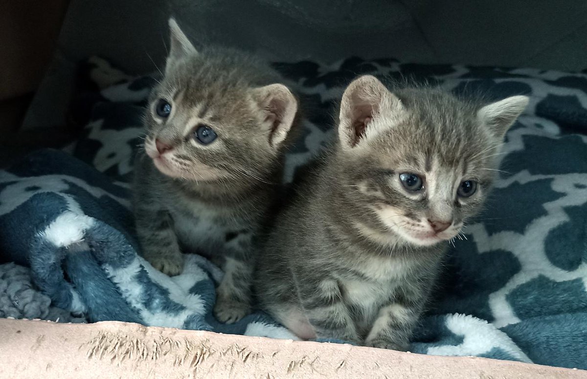 I piccolini crescono
Per info 3335229596