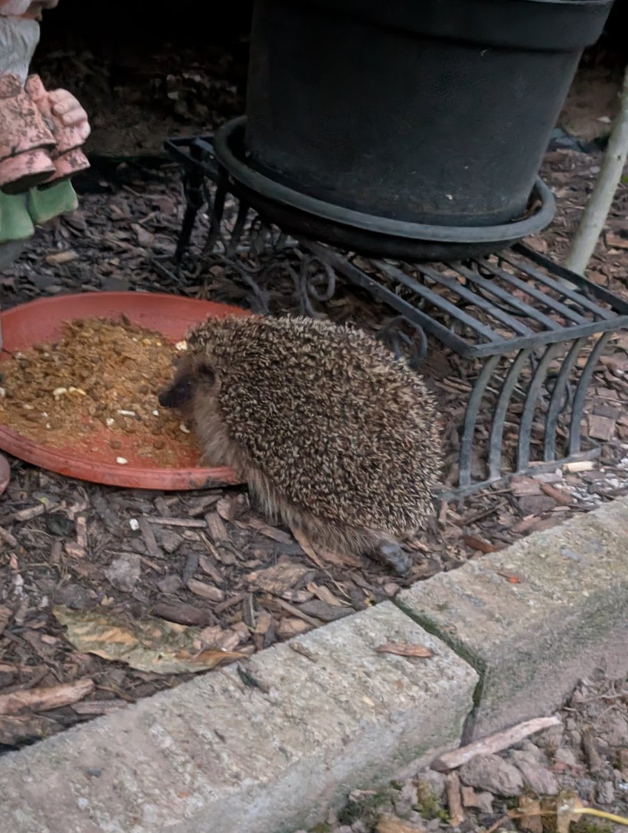 "Alter, jetzt lass mich doch mal in Ruhe essen!". 

#igelcontent