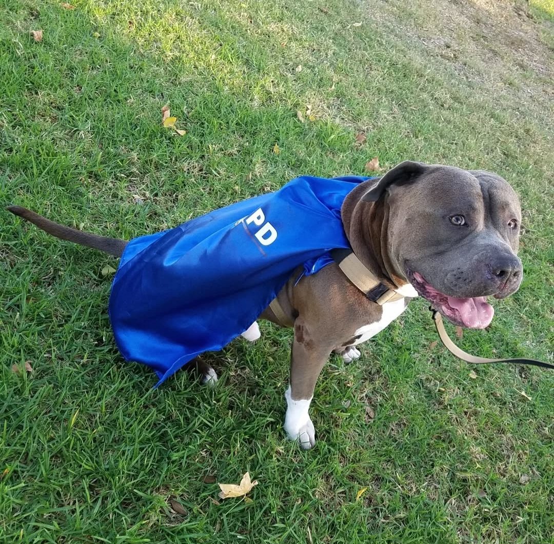 Baloowiththebr1's tweet photo. As #LawEnforcementWeek comes to end, we want to say thank you🙏 to all of those who put theys lives on the line to help pawtect and serve their communities 💙 https://t.co/NAWTL12npE