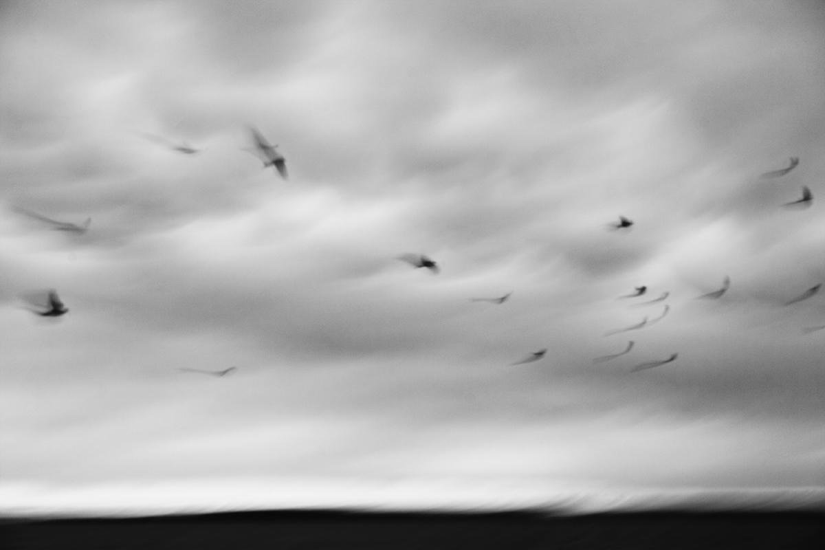 Early morning flight, Cattle Point, Oak Bay BC
