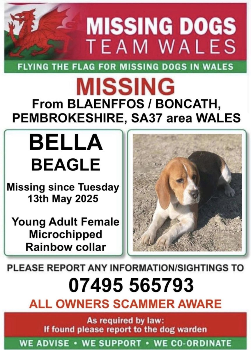 ‼️#BELLA #MISSING SINCE SPOOKE BY THUNDER ON TUESDAY 13TH MAY FROM #BLAENFOS / #BONCATH #PEMBROKESHIRE #WALES 

🔻BELLA IS A NERVOUS GIRL BUT SHE IS  MICROCHIPPED &amp; WEARING A RAINBOW COLLAR SO PLEASE IF SEEN CALL THE NUMBER ASAP ON THIS POSTER ⬇️⬇️