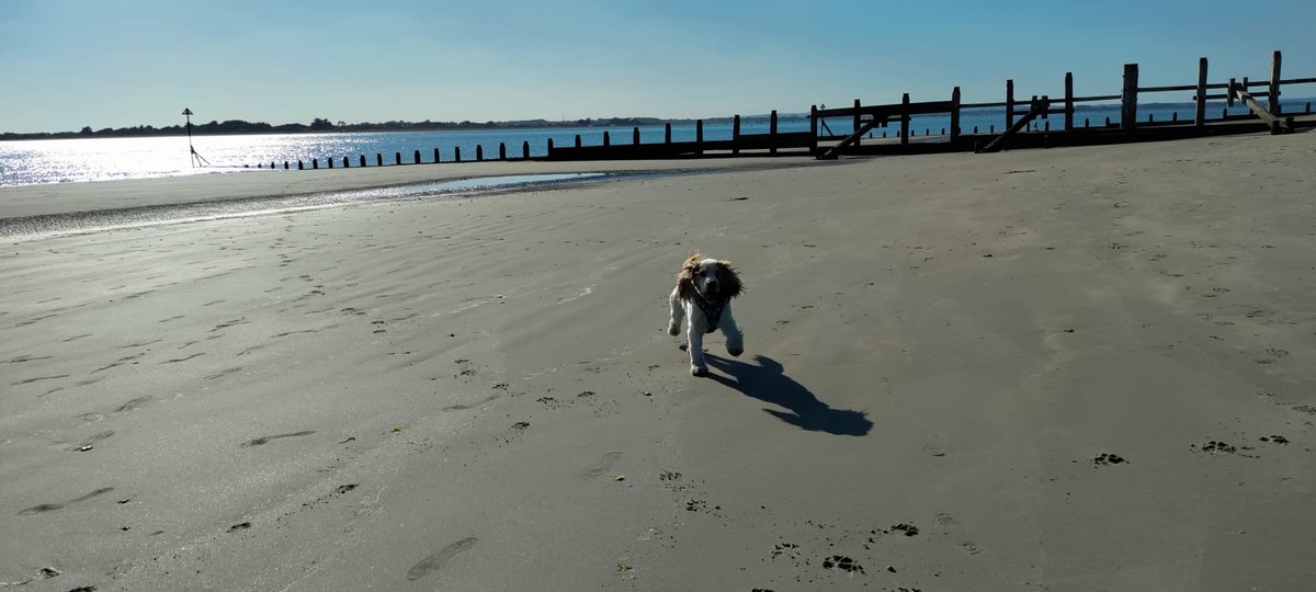 Hello all friends. I've come away for the night before my trip to Goodwoof. We are staying in a lovely house close to a beach. This evening we went down to the beach so I could have a good run around, I  meet some lovely pups on the way back. We had fish and chips for supper.